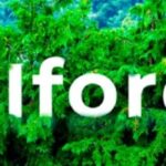 iFOREST